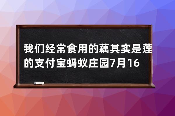 我们经常食用的藕其实是莲的?支付宝蚂蚁庄园7月16日答案 