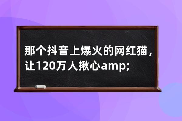 那个抖音上爆火的网红猫，让120万人揪心&#8230;&#8230;_抖音上特别火的猫 